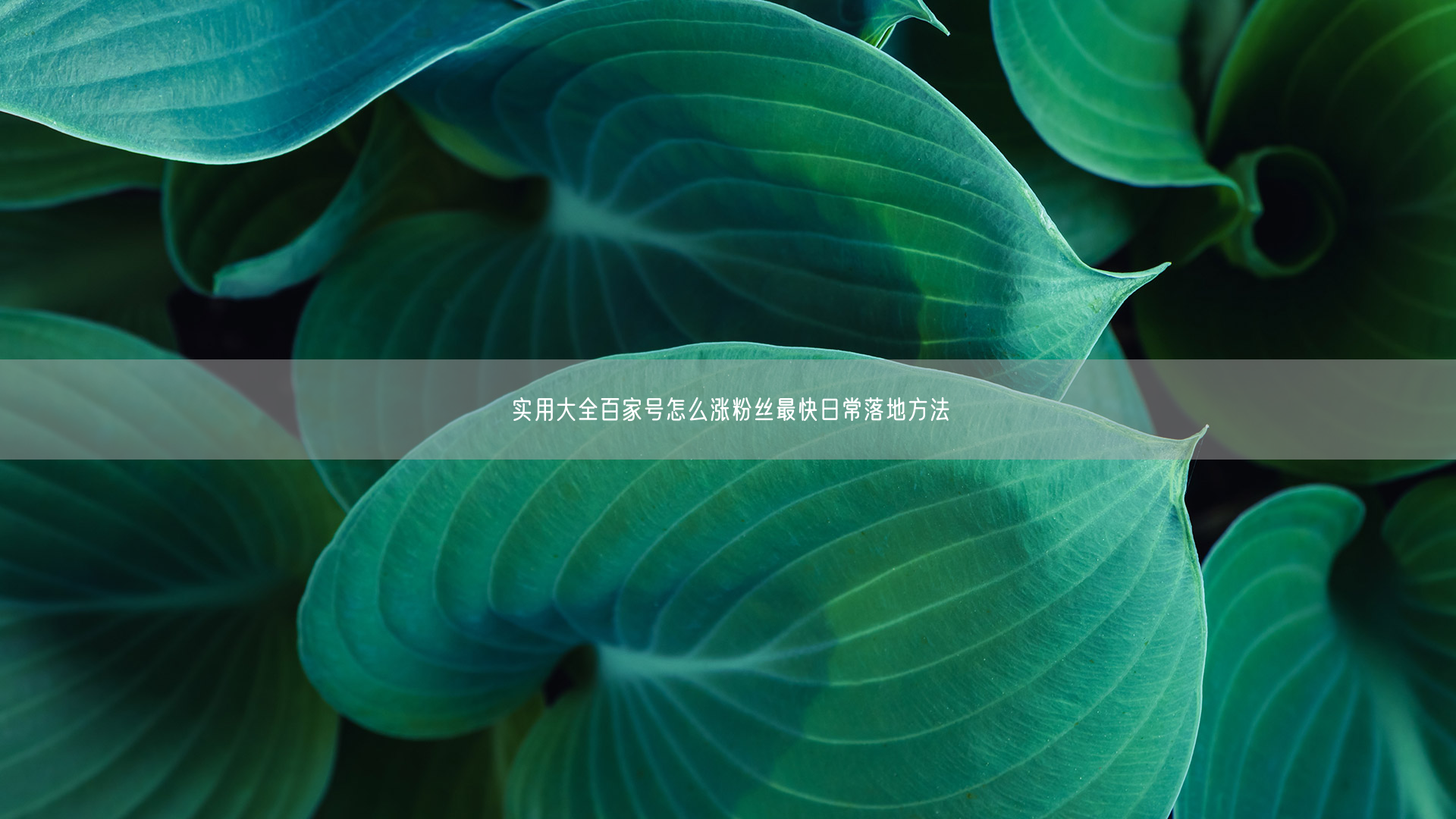 实用大全百家号怎么涨粉丝最快日常落地方法