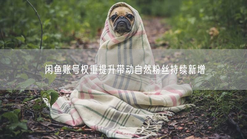 闲鱼账号权重提升带动自然粉丝持续新增