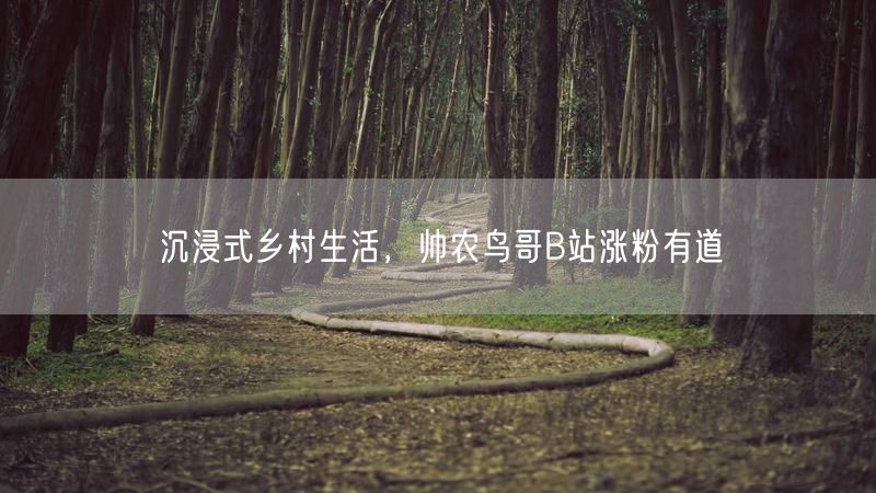 沉浸式乡村生活，帅农鸟哥B站涨粉有道