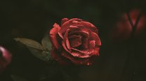懂车帝合规涨点赞才是长期运营核心技巧