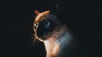 西瓜视频如何使用数据分析工具优化后续创作方向